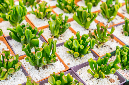 LiGrA in Gardening, Plantation, and Hydroponics — Sustainable Substrates for Plant Growth