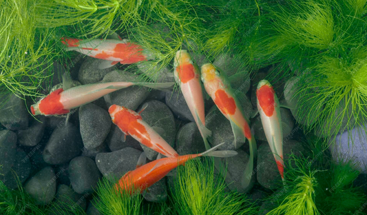 LiGrA Growstone — Proven Biofilter Media for Aquariums and Aquaponics